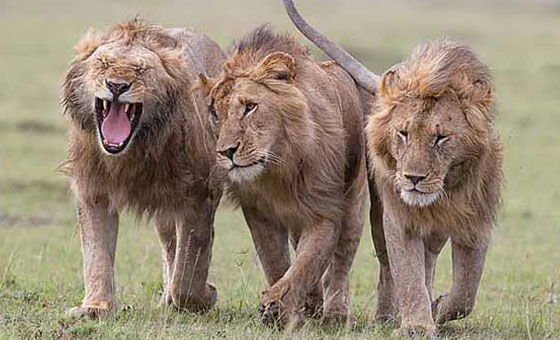 اسود غزة تتلقى العلاج في الاردن للشفاء من اثار العدوان الاسرائيلي صورة رقم 2