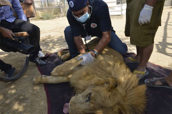 اسود غزة تتلقى العلاج في الاردن للشفاء من اثار العدوان الاسرائيلي صورة رقم 1
