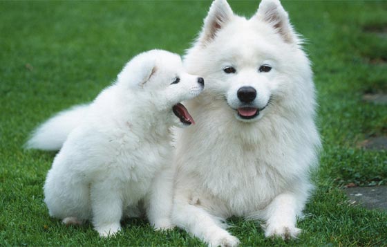 الدنمارك تتجه نحو حظر اقامة علاقات حميمة مع الحيوانات صورة رقم 2