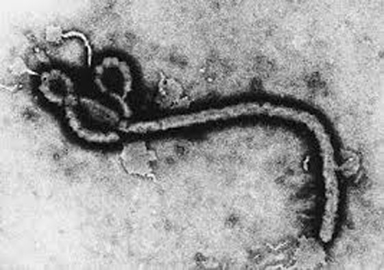 جدل عالمي حول تغريدة مجهولة من عام 2007 حذرت من ايبولا  صورة رقم 2