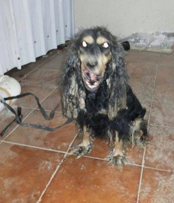 ظهور حيوان غريب يشبه الكلب في جدة صورة رقم 1