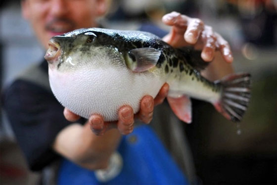 سمكة فوغو تشل 11 شخصا في البرازيل اثناء عشاء! صورة رقم 1 سمكة فوغو تشل 11 شخصا في البرازيل اثناء عشاء! صورة رقم 1