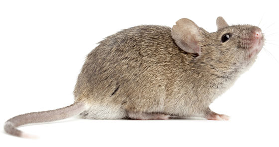 فأر ثقيل الظل يؤخر اقلاع الطائرة  مدة ساعات صورة رقم 1