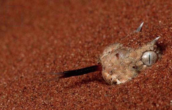 صور اخطر الحيوانات المفترسة في العالم صورة رقم 14