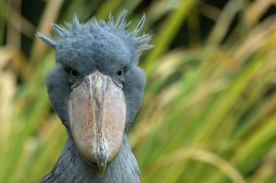 صور اخطر الحيوانات المفترسة في العالم صورة رقم 2