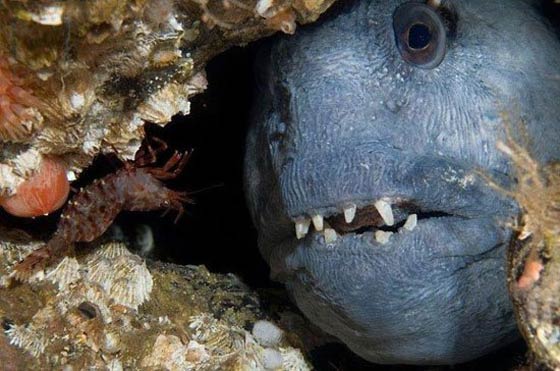 صور اخطر الحيوانات المفترسة في العالم صورة رقم 6