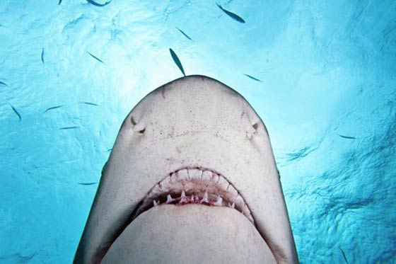 صور اخطر الحيوانات المفترسة في العالم صورة رقم 7