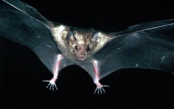 صور اخطر الحيوانات المفترسة في العالم صورة رقم 8