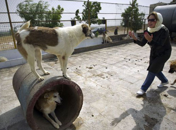 تشريع ايراني جديد.. الجلد والتغريم لكل من يقتني كلباً او قردًا!! صورة رقم 4