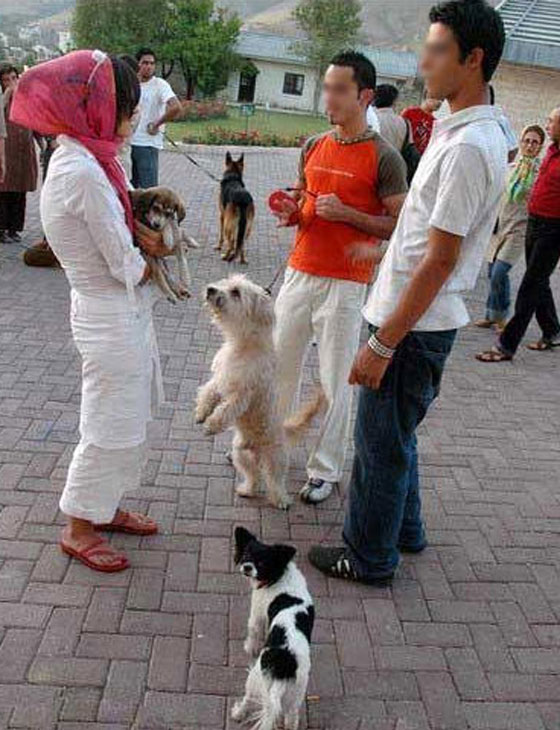 تشريع ايراني جديد.. الجلد والتغريم لكل من يقتني كلباً او قردًا!! صورة رقم 5