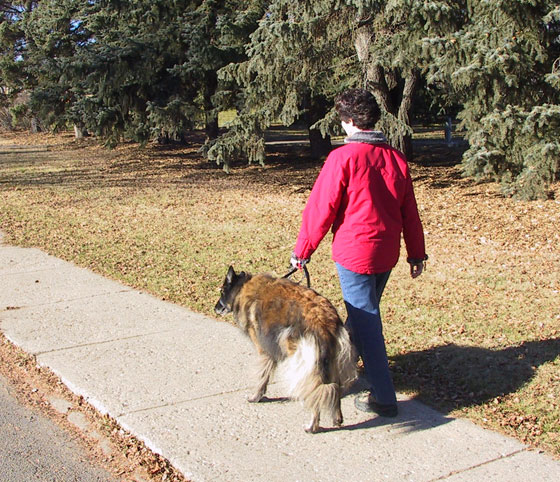 تشريع ايراني جديد.. الجلد والتغريم لكل من يقتني كلباً او قردًا!! صورة رقم 2