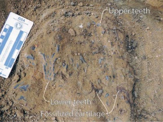 العثور على بقايا سمكة قرش تعود الى 15 مليون عام صورة رقم 1