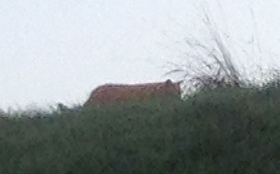 قرية فرنسية تعيش حالة منع تجول.. بامر من نمر هارب!! صورة رقم 1