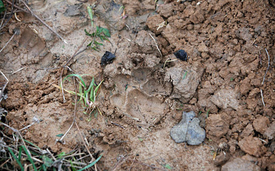 قرية فرنسية تعيش حالة منع تجول.. بامر من نمر هارب!! صورة رقم 2