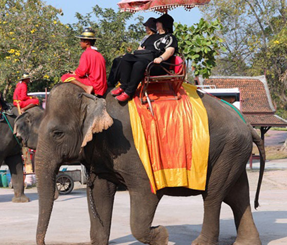 تايلند: فيل يقتل مدربه وهو هائج بشكل فاحش ويفر بسائحين على ظهره صورة رقم 2