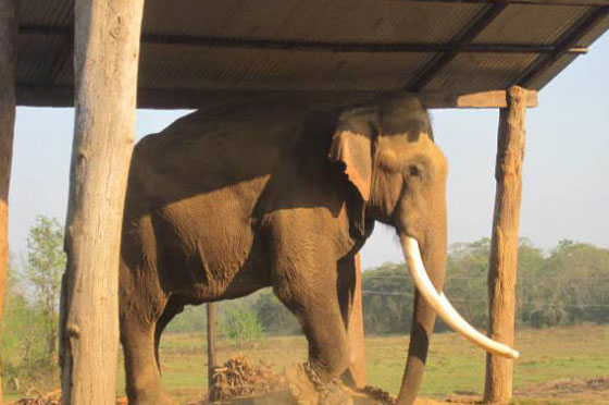 تايلند: فيل يقتل مدربه وهو هائج بشكل فاحش ويفر بسائحين على ظهره صورة رقم 1