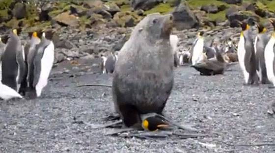 ظاهرة طبيعية مثيرة.. فقمات تختطف طيور البطريق وتغتصبها!! صورة رقم 2