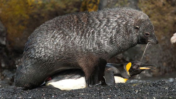 ظاهرة طبيعية مثيرة.. فقمات تختطف طيور البطريق وتغتصبها!! صورة رقم 1