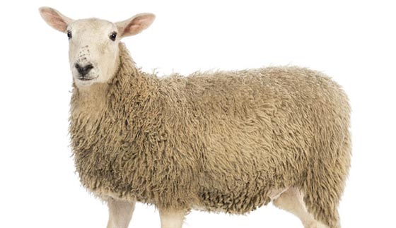 عمل فاضح.. طالب جامعي يجامع نعجة في حظيرة جامعته صورة رقم 1