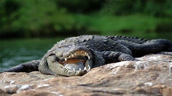  تمساح ضخم يلتهم لاعب غولف اثناء سباحة مسائية صورة رقم 1