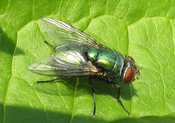 120 يرقة تستوطن في اذني وعيني امرأة!! صورة رقم 1