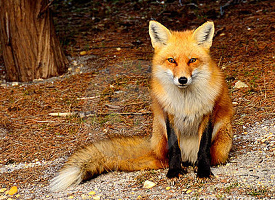  ثعلب ينبش قبر طفل دفنته امه المشردة حيا قبل عامين صورة رقم 2