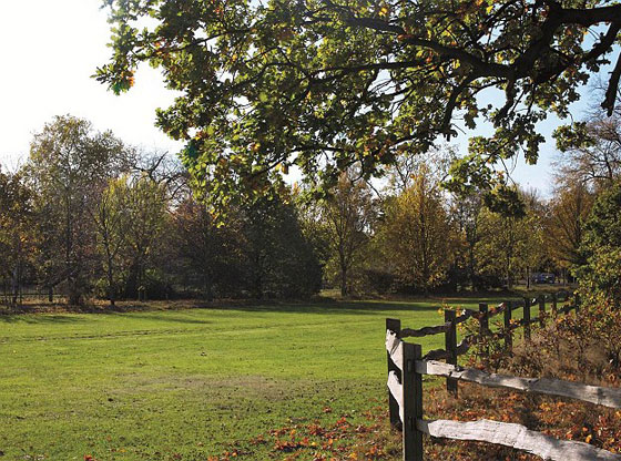  ثعلب ينبش قبر طفل دفنته امه المشردة حيا قبل عامين صورة رقم 1