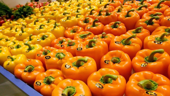 الفلفل الاسرائيلي ممنوع من دخول الاراضي الروسية صورة رقم 1