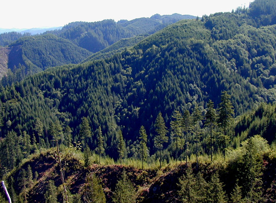 غابة اميريكية تبحث عن مشترٍ صورة رقم 7