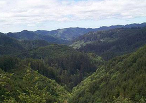 غابة اميريكية تبحث عن مشترٍ صورة رقم 8