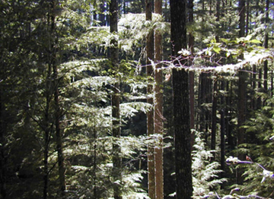 غابة اميريكية تبحث عن مشترٍ صورة رقم 1