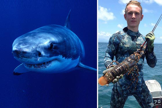 قرش مفترس يهاجم صبيا استراليا يقضم ساقه ويقضي عليه صورة رقم 1