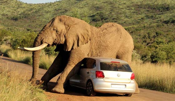 شاهد ابرز أحداث العام 2014 في صور.. الجزء الثالث صورة رقم 11