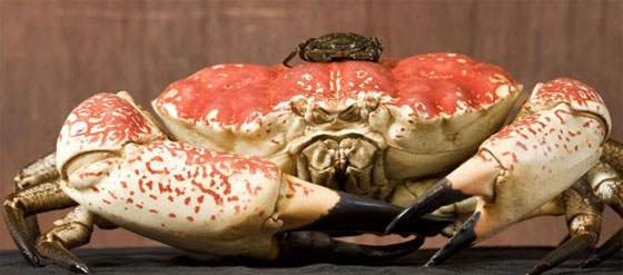 اغرب 10 اشاعات خدعت الملايين من رواد الإنترنت عام 2014 صورة رقم 7