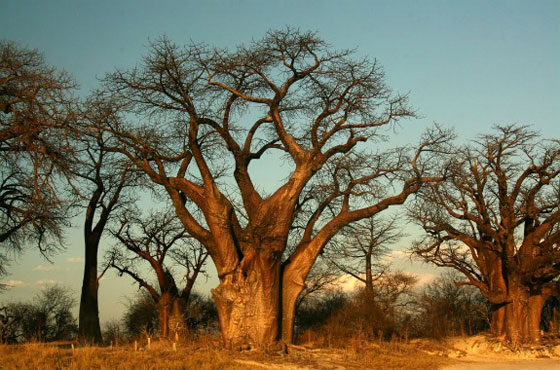 اغرب 10 اشاعات خدعت الملايين من رواد الإنترنت عام 2014 صورة رقم 4