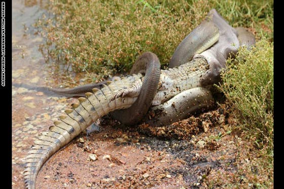 سجل مصور لعام 2014.. صور تعبر عن ملايين الكلمات صورة رقم 31