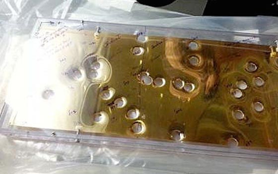 في مزاد علني.. ناسا تعرض صفائح ذهبية تم التقاطها من الفضاء صورة رقم 1