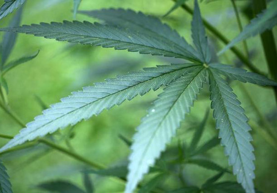 هل تفعِّل منظمات ارهابية عصابة تهريب مخدات مسلحة في اسبانيا؟ صورة رقم 3