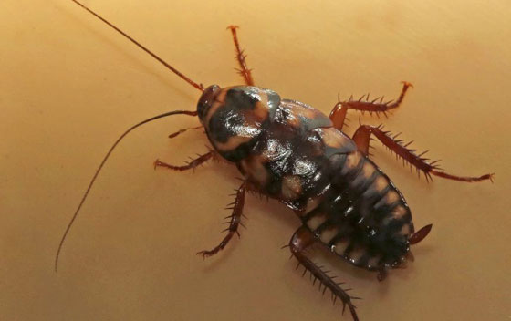 لاصحاب القلوب المحطمة في فالنتاين: عقرب على اسم حبيبك السابق! صورة رقم 2