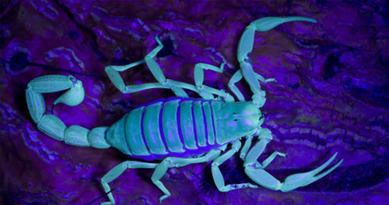 لاصحاب القلوب المحطمة في فالنتاين: عقرب على اسم حبيبك السابق! صورة رقم 1