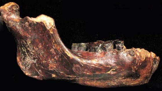  فك بشري عمره 200 الف سنة يشير لوجود نوع رابع من البشر صورة رقم 1