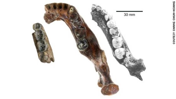  فك بشري عمره 200 الف سنة يشير لوجود نوع رابع من البشر صورة رقم 2