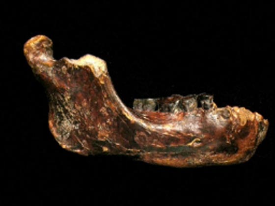  فك بشري عمره 200 الف سنة يشير لوجود نوع رابع من البشر صورة رقم 5