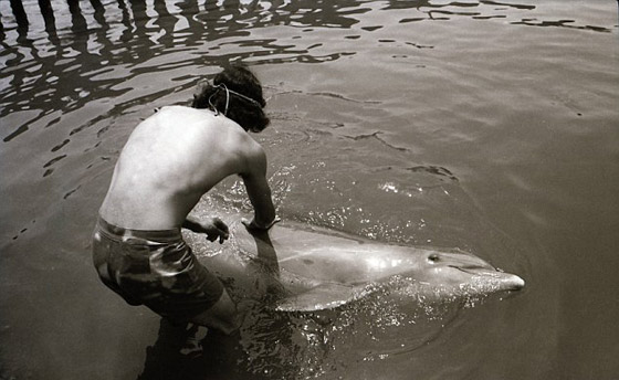 صداقته المتينة مع الدولفين أغرته لاقامة علاقة حميمة معه! صورة رقم 4