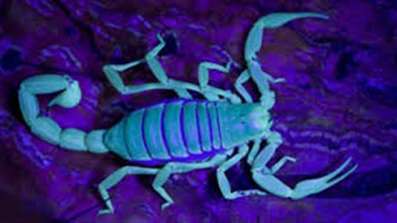 أغرب حالات الانتقام بعد جرح الحبيب وكسر قلبه صورة رقم 1