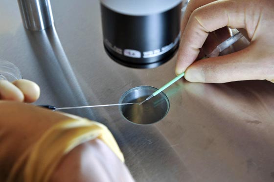 في طريقه الى التشريع.. قانون بريطاني يسمح بانجاب ابناء من 3 آباء صورة رقم 1