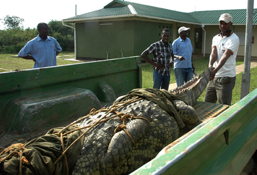  معركة الـ 90 دقيقة تنتهي بانتقام صياد من تمساح قتل زوجته وطفله صورة رقم 5