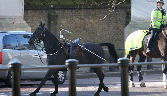 قصة مصورة.. لهذا السبب فر الحصان.. وانطلق في شوارع لندن صورة رقم 3