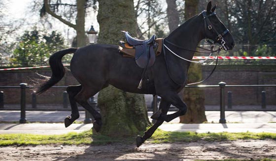 قصة مصورة.. لهذا السبب فر الحصان.. وانطلق في شوارع لندن صورة رقم 1