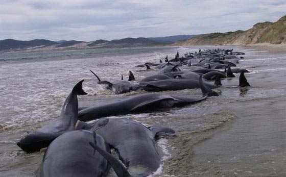 محاولة جبارة لانقاذ 170 حوتا علقت في طين نيوزيلندا صورة رقم 1 محاولة جبارة لانقاذ 170 حوتا علقت في طين نيوزيلندا صورة رقم 1